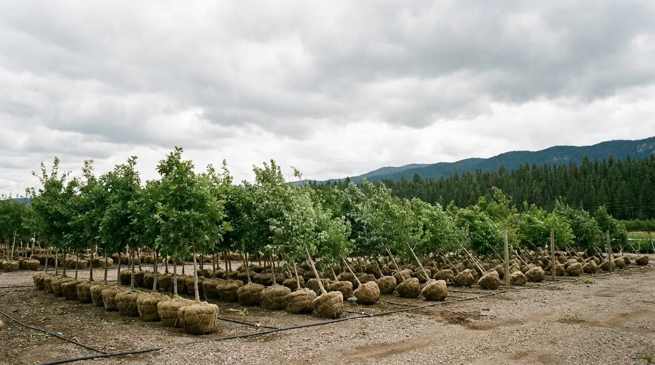 Ninebark Garden Center, photo 2